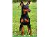 PoulaTo: Ζητείται Pinscher